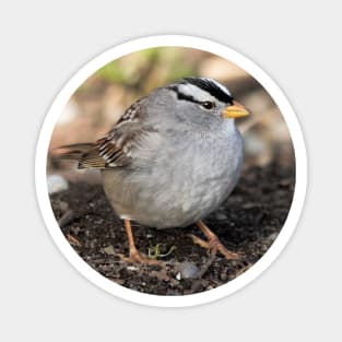 White-Crowned Sparrow at the Park Magnet